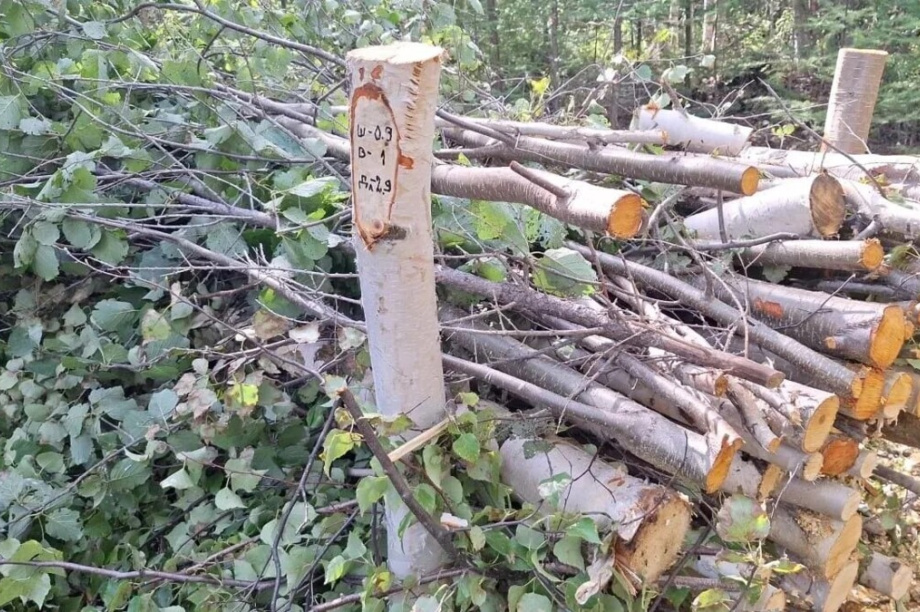 В лесах Камчатки защищают молодые деревья от вредной растительности. kamgov.ru